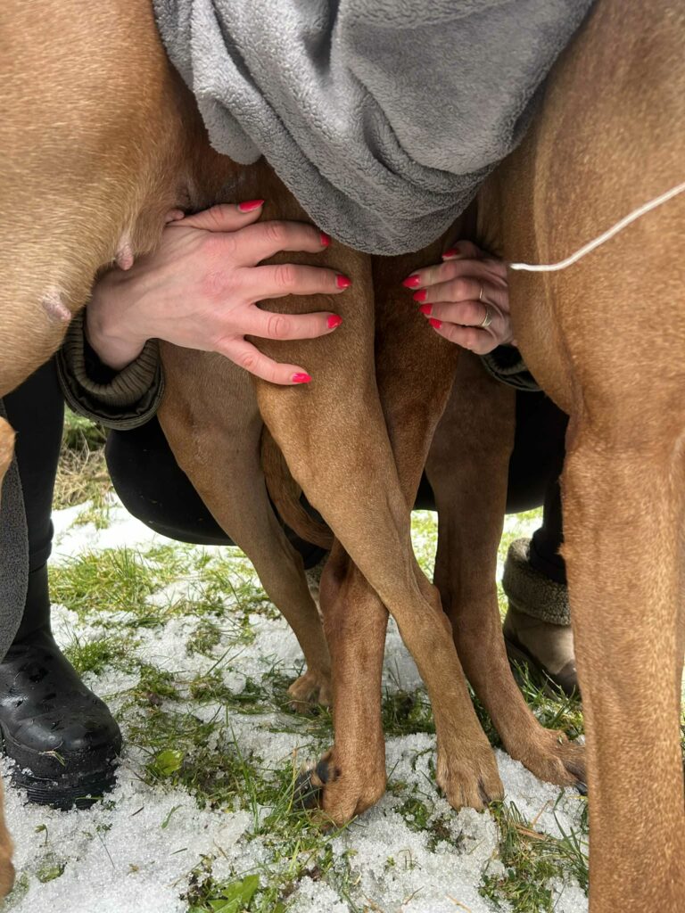 Caitlin a Ethan čekají štěňátka!