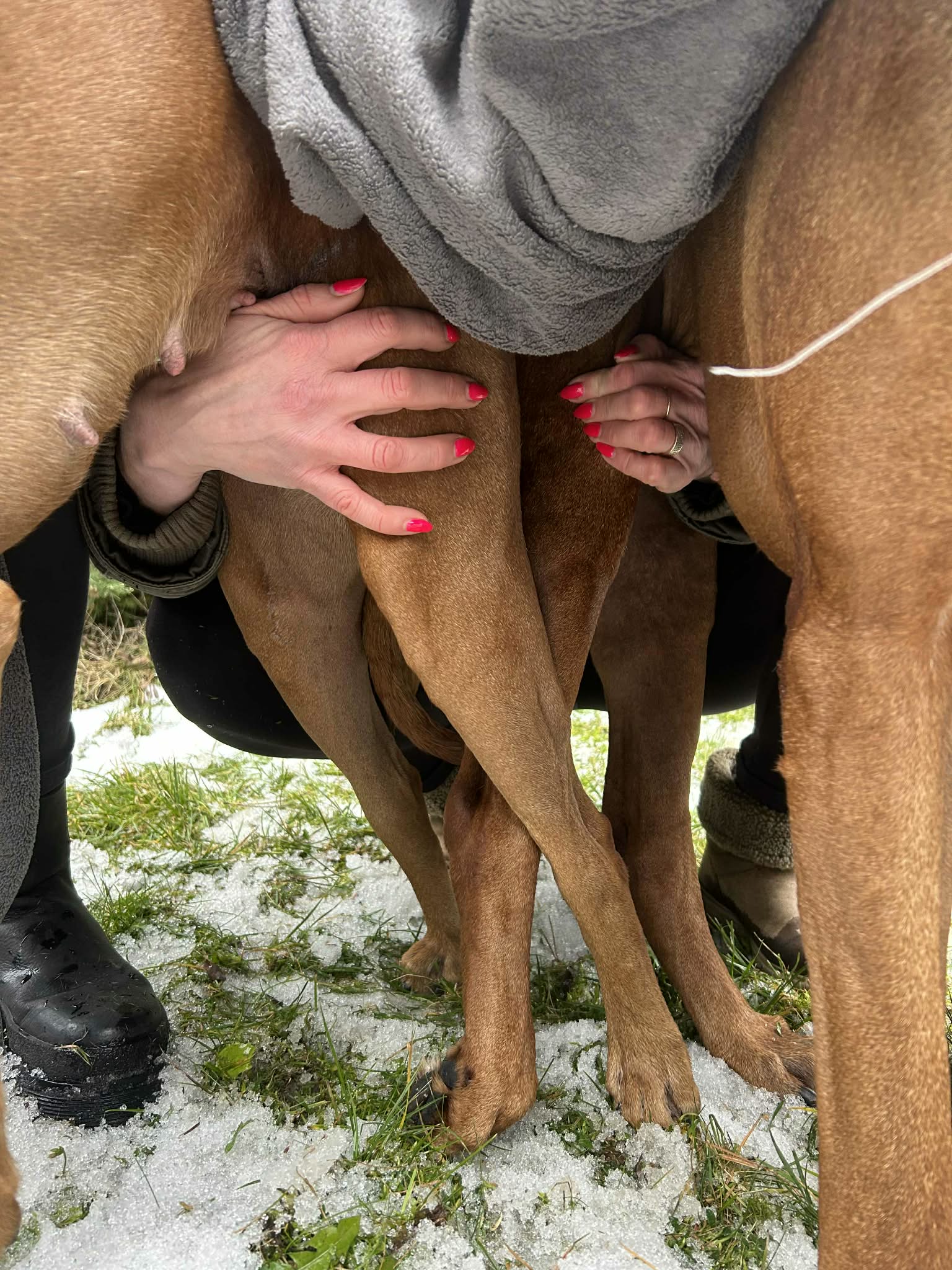 Caitlin a Ethan čekají štěňátka!